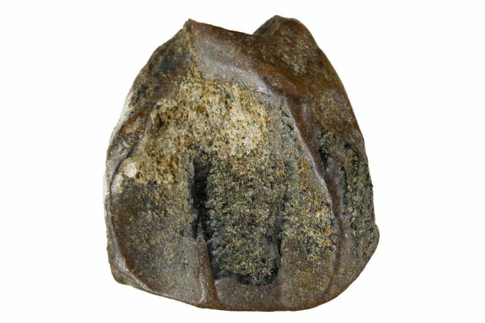 Fossil Ceratopsian Dinosaur Tooth - Judith River Formation #173447